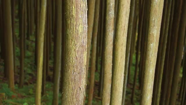 Japanese cedar trees in the woods of Okutama, Tokyo, Japan