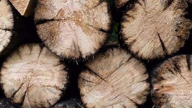 Beautiful Stack of Firewood Pine Panorama Camera Moves.
