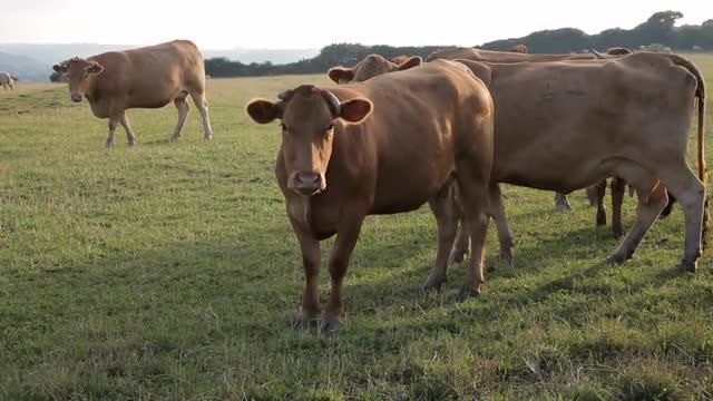 WS Cows Grazing in Countryside / Cornwall, England, UK
