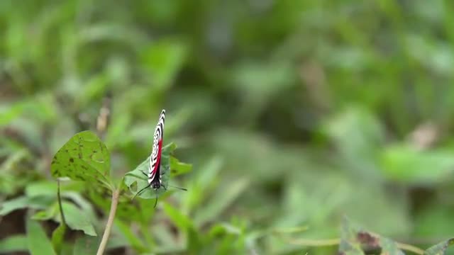 Diathria butterflies in the Amazon Rainforest