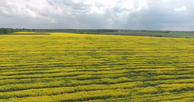Farmland with Blooming Canola