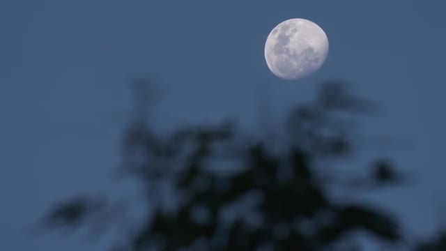 Moon raising behind trees. Night mood. Silhouette shadows. Rack focus.