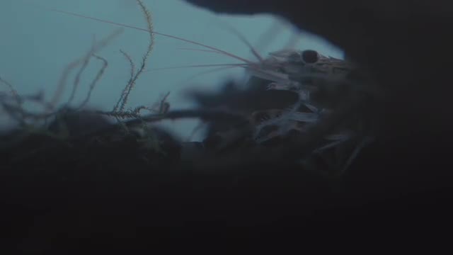 SHRIMP 09