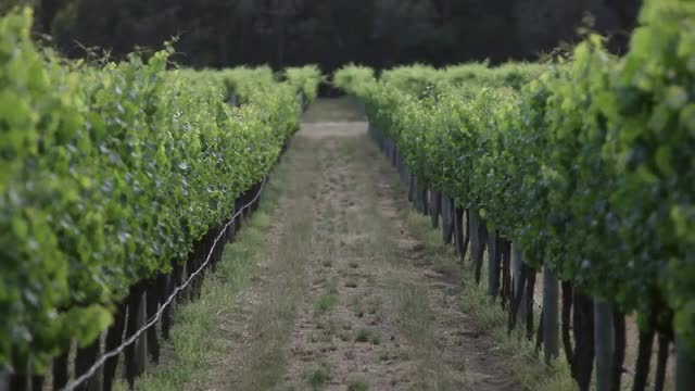 WS R/F Pathway leading through rows of grape vines / Australia