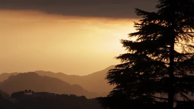 WS Silhouette of tree at sunset in foothills of Himalayan Mountains / India