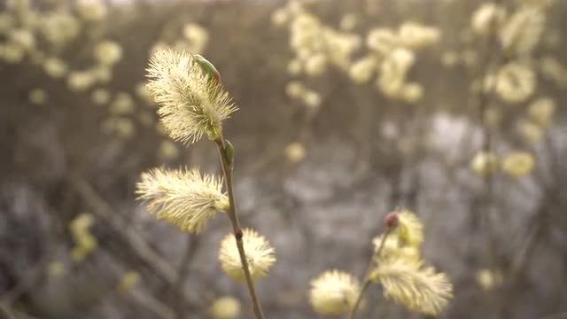 Spring Willow Branches Bloom on Blurred Background