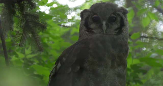 Owl Predator is Looking For Food in Forest Hunting Staring Sitting on a Branch of Tree in Zoo Captiv