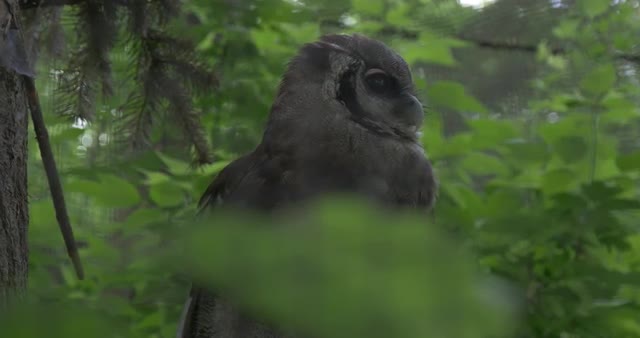 Captive Owl Stretches Out Its Neck Bird in Zoo Alert Captive Owl in Aviary Outdoors Observation of A