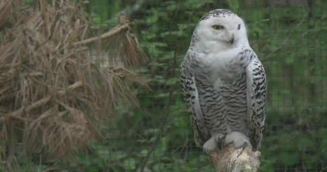 Polar Owl in Aviary Sitting on a Branch of Tree in Zoo Captive Bird Outdoors Black and White Feather