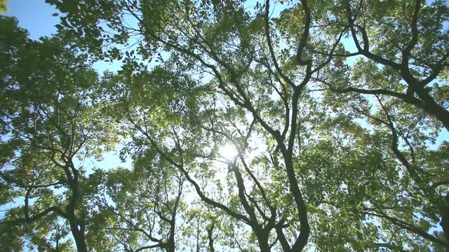 Green foliage and filtering light