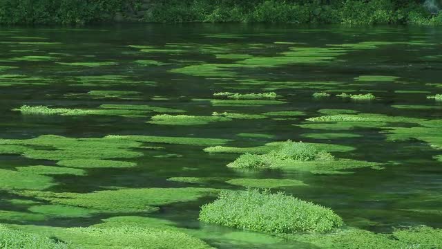 Pond water surface, Japan