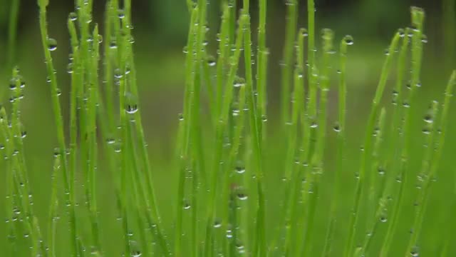Morning dew on green leaves