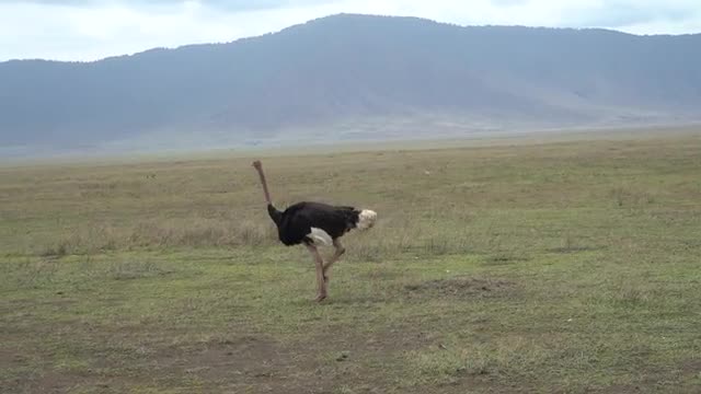 Ostrich walking on savannah