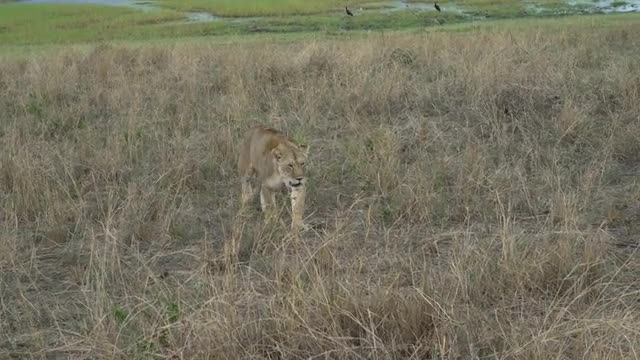 lion on savannah in Tanzania