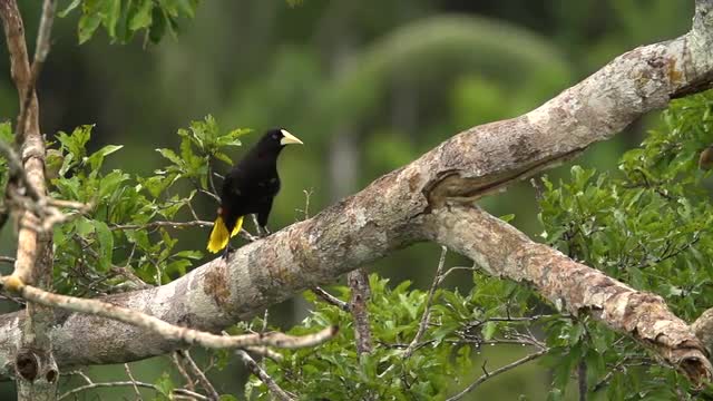 Andes bird perched in a tree
