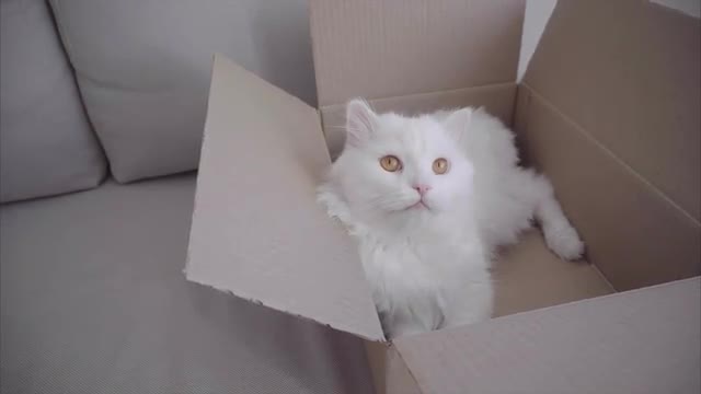 Open Box Lying on Sofa, in Box is Cat, Looking Around, Yawning and Tumbles