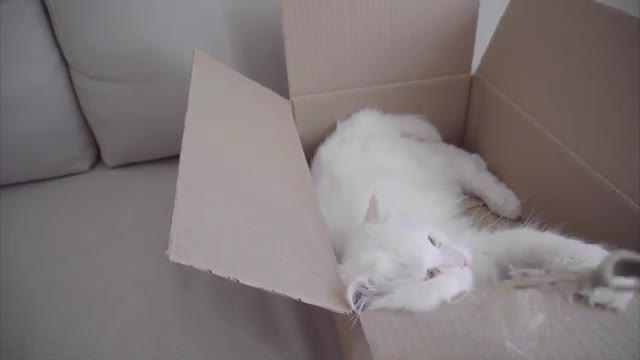 White Cat Lying in Box and Plays Toy Which Hostess Throws. Box With Cat Lying on White Sofa Inside.