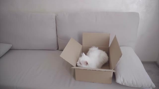 Big White Cat Crawled Into the Box and Sitting Inside It.