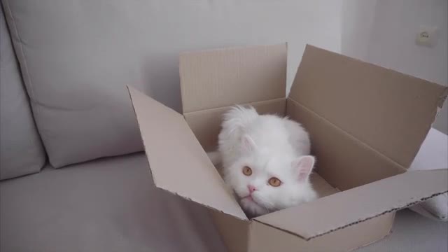 Open Box Lying on Sofa, in Box is Cat, Looking Around and Yawns.