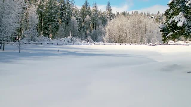 snowy meadow with snow covered trees.