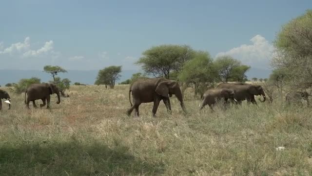 herd of elephants walking