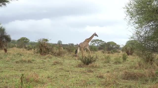 giraffe walking on savannah in Tanzania