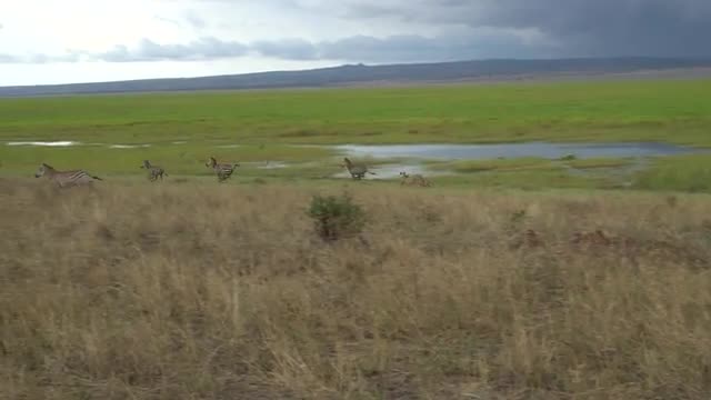 lion hunting zebras