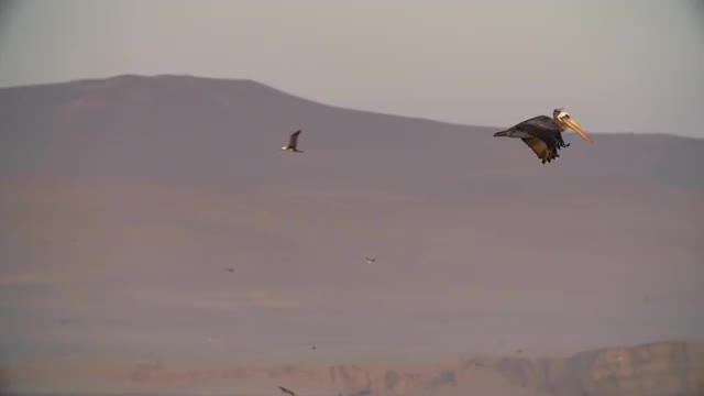 Peruvian Pelican Flies, Coastal Background