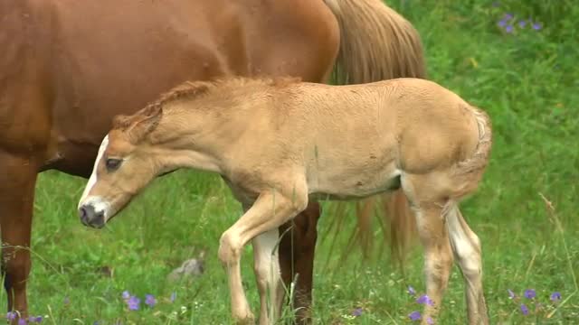 Foal and Horse Mother Slow Motion Grazing in a Forest Clearing in the Summer.