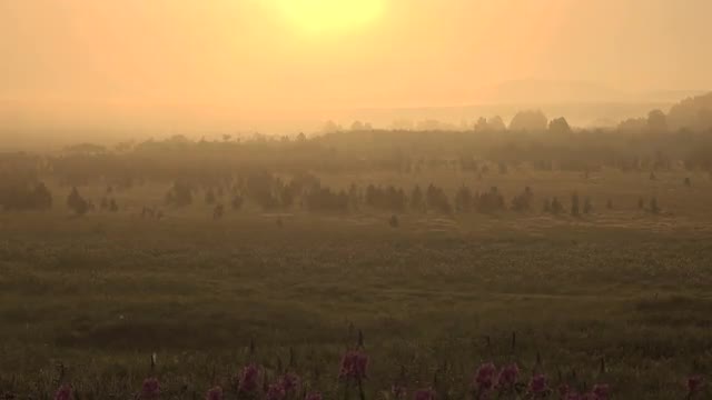 Landscape Misty Forest Valley at Sunrise. Summer Time. Time Lapse