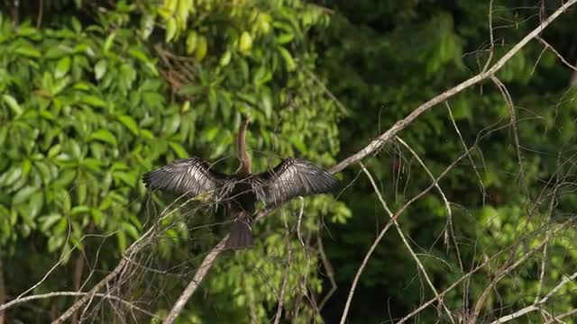 A tropical bird, Anhinga, drying wings