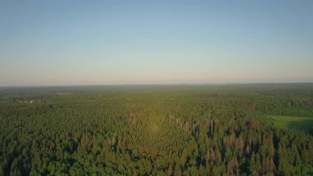 Flying over vast green woods in Russia