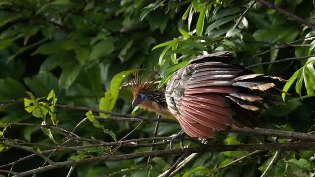 A Hoatzin (aka Stinkbird) in a tree in the Peruvian Amazon