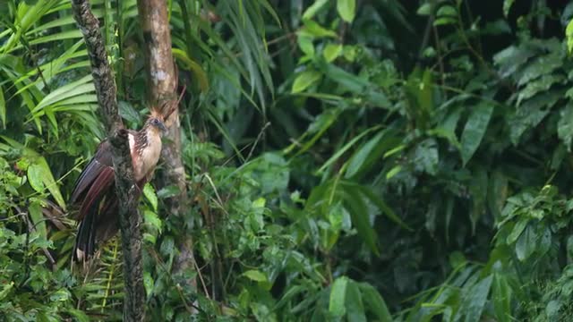 Pan of Hoatzin (Aka. Stinkbird) on a tree branch