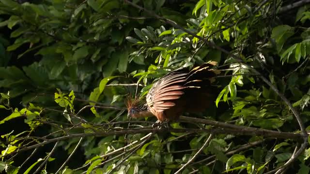 A pair of Hoatzin (aka Stinkbirds) move about on tree branches