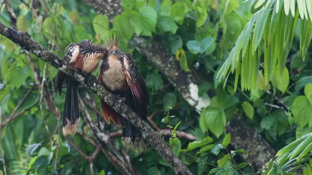 A pair of Hoatzin (aka Stinkbirds) perched on a tree branch cleaning themselves