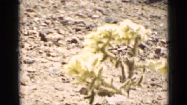 1939: cacti growing at base of wood posts ARIZONA