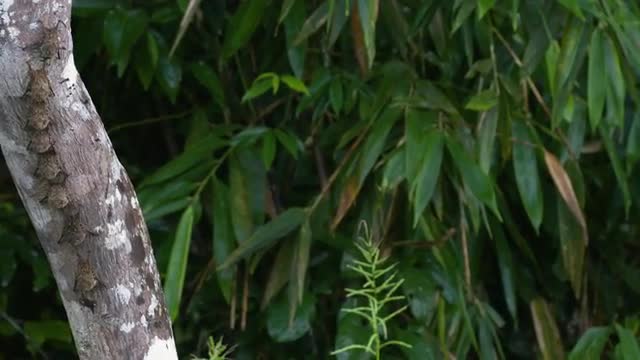 Wild bats visible on a tree branch along Amazonian river, pan right