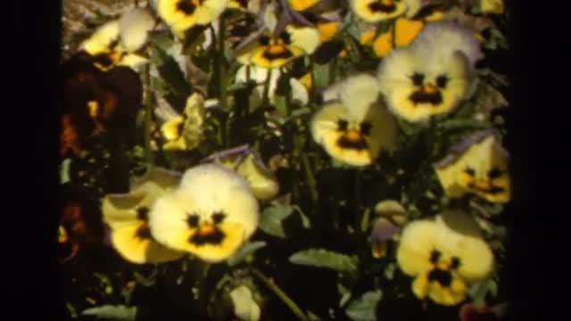 1943: the cute flowers with plants BALTIMORE