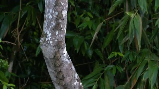 Wild bats visible on a tree branch along Amazonian river, tilt up