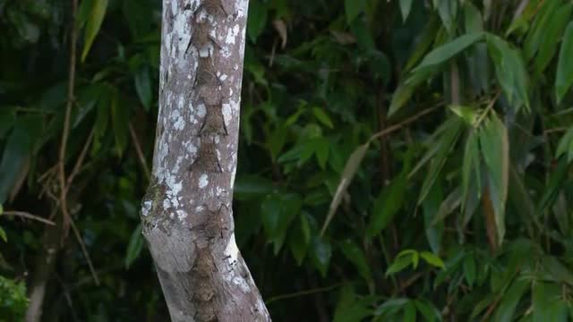 Wild bats visible on a tree branch along a Amazonian river, tilt down