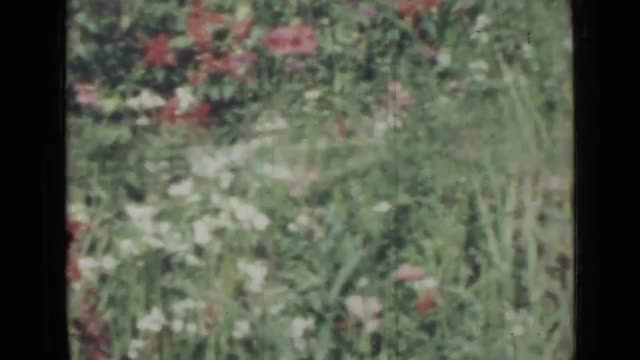 1967: butterfly flies over plants bearing flowers of vivid colors RUSSIA
