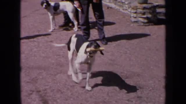 1963: shepard dogs and their trainers. FRANCE