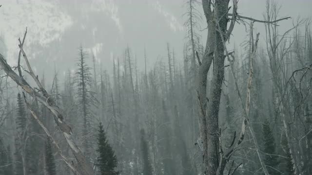 A static shot of dead trees on a windy day in Yellowstone National Park