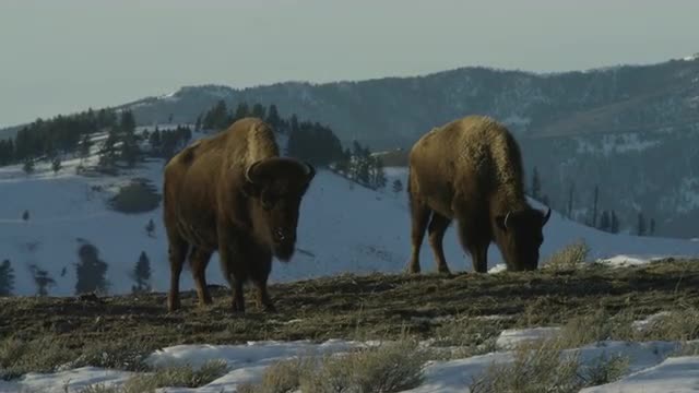 Two Bison standing on a ridge line in Yellowstone National Park