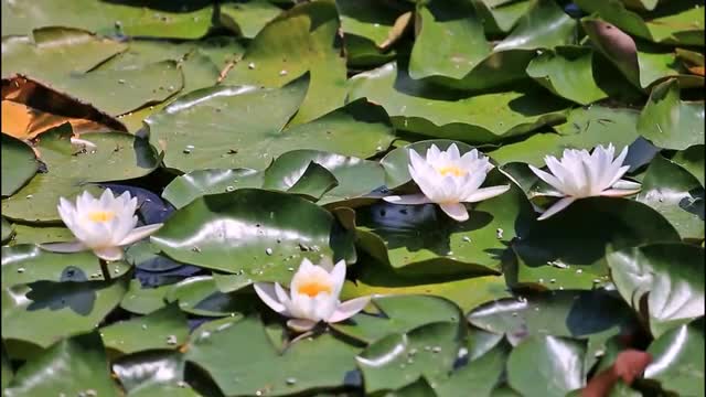 blooming white lilies