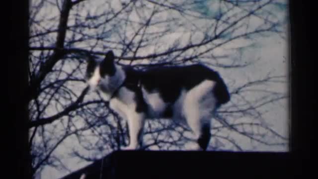 1960: black and white cat on top of a black surface SIOUX FALLS SOUTH DAKOTA 1960: black and white cat on top of a black surface SIOUX FALLS SOUTH DAKOTA