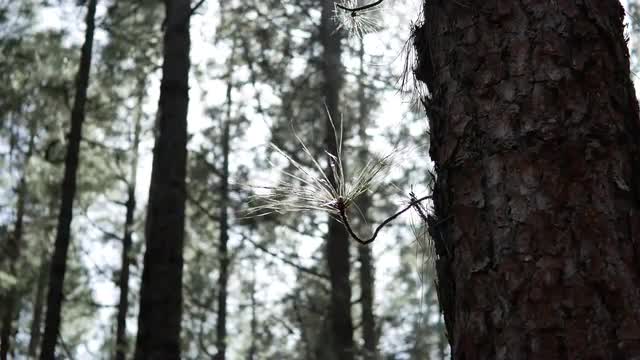 Pine Forest Seedling On Trunk - La Esperanza, Tenerife 4K