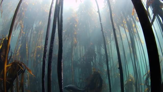 Kelp Forest Stems - Eklonia Maxima False Bay 4K