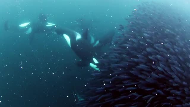 Orca Carousel Feeding - Norway 4K